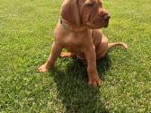 Vizsla Šuniukai pasiruošę keliauti į naujus namus - nuotraukos Nr. 17