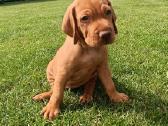 Vizsla Šuniukai pasiruošę keliauti į naujus namus - nuotraukos Nr. 19