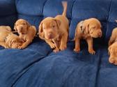 Vizsla Šuniukai pasiruošę keliauti į naujus namus - nuotraukos Nr. 18