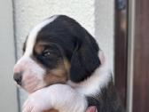 Estų Skalikai / Estonian Hound - nuotraukos Nr. 2
