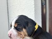 Estų Skalikai / Estonian Hound - nuotraukos Nr. 3