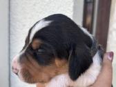 Estų Skalikai / Estonian Hound - nuotraukos Nr. 4