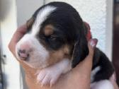 Estų Skalikai / Estonian Hound - nuotraukos Nr. 5