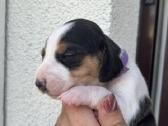 Estų Skalikai / Estonian Hound - nuotraukos Nr. 6