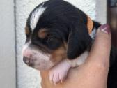 Estų Skalikai / Estonian Hound - nuotraukos Nr. 7