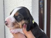Estų Skalikai / Estonian Hound - nuotraukos Nr. 8