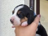 Estų Skalikai / Estonian Hound - nuotraukos Nr. 9