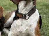 Estų Skalikai / Estonian Hound - nuotraukos Nr. 11