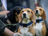 Estų Skalikai / Estonian Hound - nuotraukos Nr. 12