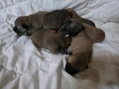 Shiba inu - nuotraukos Nr. 2