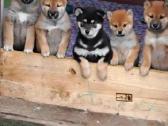 Shiba inu - nuotraukos Nr. 4