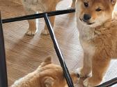 Shiba inu - nuotraukos Nr. 5