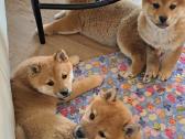 Shiba inu - nuotraukos Nr. 6