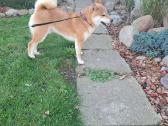 Shiba inu - nuotraukos Nr. 7
