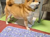 Shiba inu - nuotraukos Nr. 8