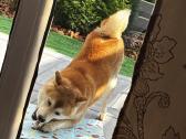 Shiba - nuotraukos Nr. 7