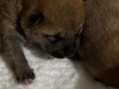 Shiba - nuotraukos Nr. 8