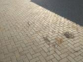 Trinkelių klojimas. Laiptu,pamatu betonavimas. - nuotraukos Nr. 2