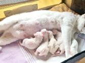 Devon Rex veislės katukas - nuotraukos Nr. 3
