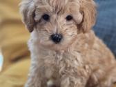 Pudeliukas - nuotraukos Nr. 2