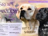 Kilmingi Labradoro retriverių šuniukai - nuotraukos Nr. 7