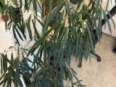 Ficus binnendijkii Su vazonu - nuotraukos Nr. 2