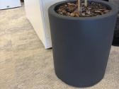Ficus binnendijkii Su vazonu - nuotraukos Nr. 3