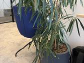 Ficus binnendijkii Su vazonu - nuotraukos Nr. 4