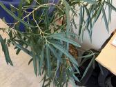 Ficus binnendijkii Su vazonu - nuotraukos Nr. 5
