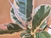 Kambarinė gėlė "Stambialapis Fikusas"(130cm) - nuotraukos Nr. 4