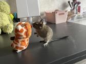 Voverytė degu - nuotraukos Nr. 2