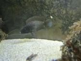 Altolamprologus Calvus - nuotraukos Nr. 2