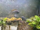 Altolamprologus Calvus - nuotraukos Nr. 3