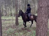 Žemaitukų veislės kumelė - nuotraukos Nr. 3