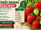 Braškių Daigai rudeniui! (Olandiški) - nuotraukos Nr. 4