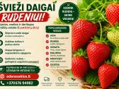 Braškių Daigai rudeniui! (Olandiški) - nuotraukos Nr. 2