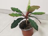 Baltagyslė karpažolė (Euphorbia leuconeura) - nuotraukos Nr. 2