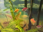 Akvariumas su spintele 300l - nuotraukos Nr. 3