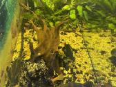 Akvariumas su spintele 300l - nuotraukos Nr. 4