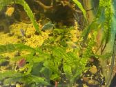 Akvariumas su spintele 300l - nuotraukos Nr. 5