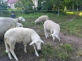 Merinosų baroniukas, avytė - nuotraukos Nr. 3