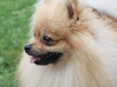Pomeranijos špicas su dok. - nuotraukos Nr. 2