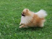 Pomeranijos špicas su dok. - nuotraukos Nr. 3