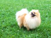Pomeranijos špicas su dok. - nuotraukos Nr. 4