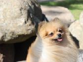 Pomeranijos špicas su dok. - nuotraukos Nr. 5
