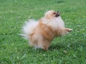 Pomeranijos špicas su dok. - nuotraukos Nr. 7