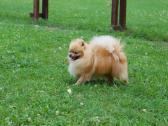 Pomeranijos špicas su dok. - nuotraukos Nr. 8