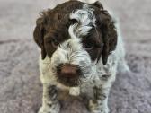 Lagotto Romagnolo - šuniukai su Fci kilmės dok - nuotraukos Nr. 2