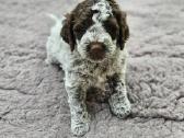 Lagotto Romagnolo - šuniukai su Fci kilmės dok - nuotraukos Nr. 6