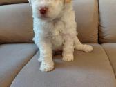 Lagotto Romagnolo - šuniukai su Fci kilmės dok - nuotraukos Nr. 4